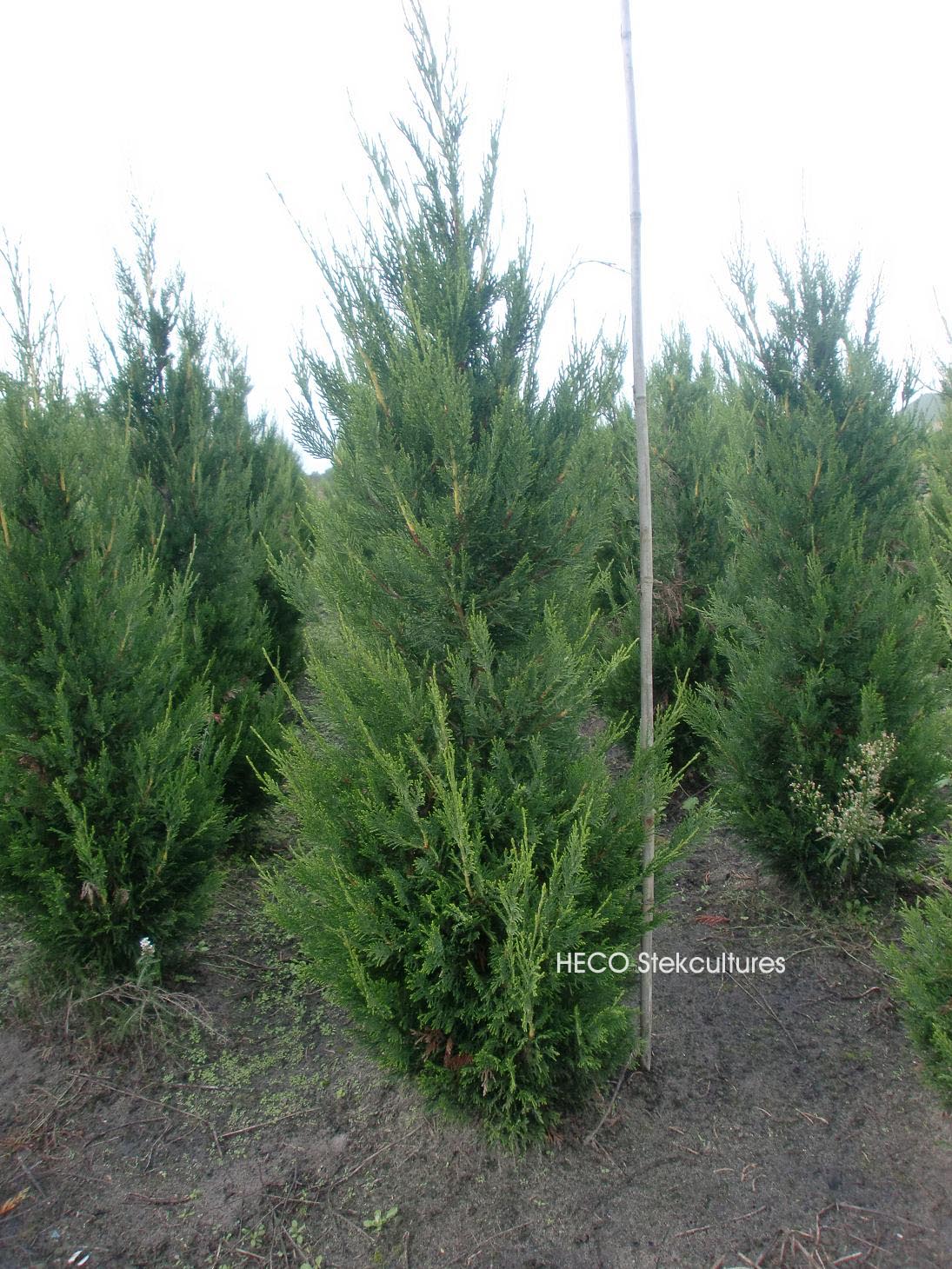 Cupressus leylandii 'Green Rocket'